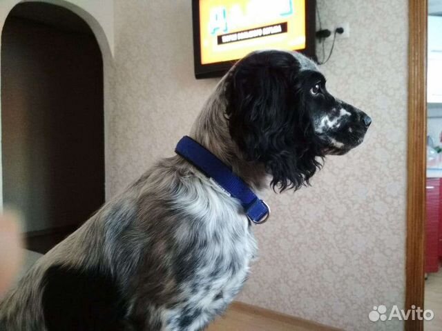 Аттестованный Ветеринар оператор системы Меркурий