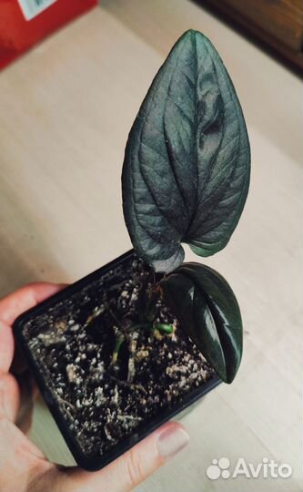 Сингониум Эритрофиллум