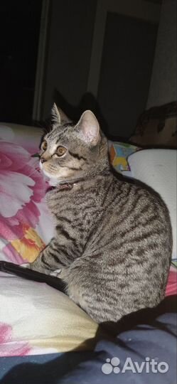 Британские котята