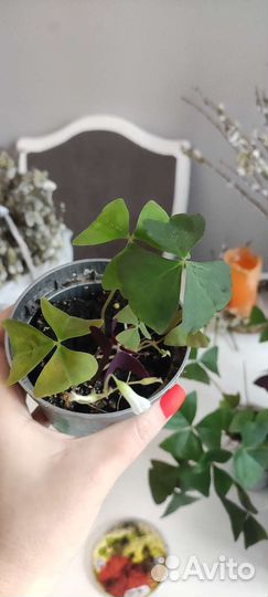 Кислица оксалис