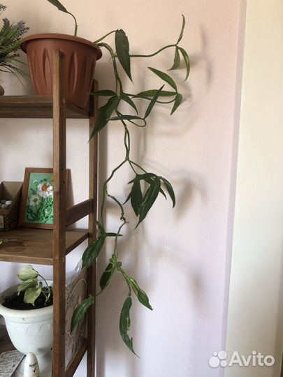 Филодендрон Трипартитум