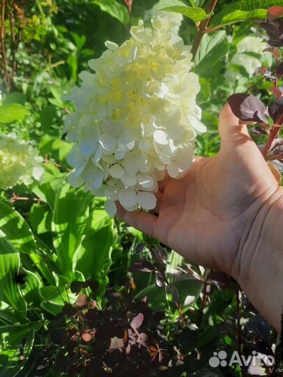 Гортензия метельчатая Полярный медведь