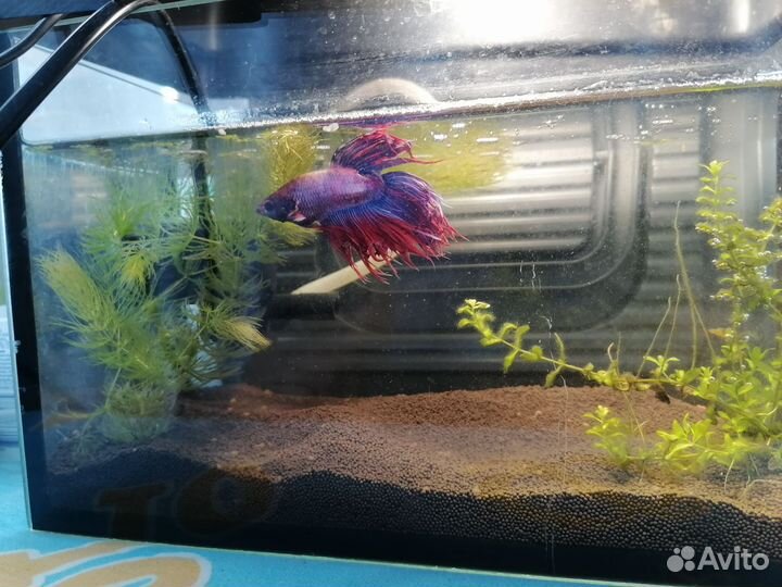 Аквариум с рыбкой
