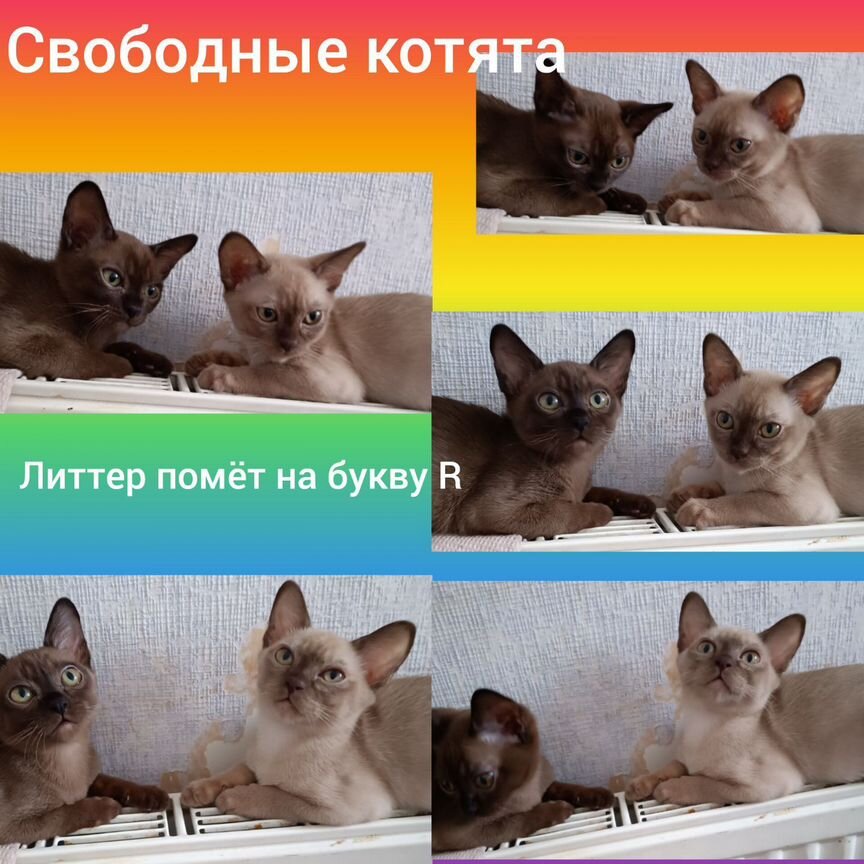 Котята европейской бурмы