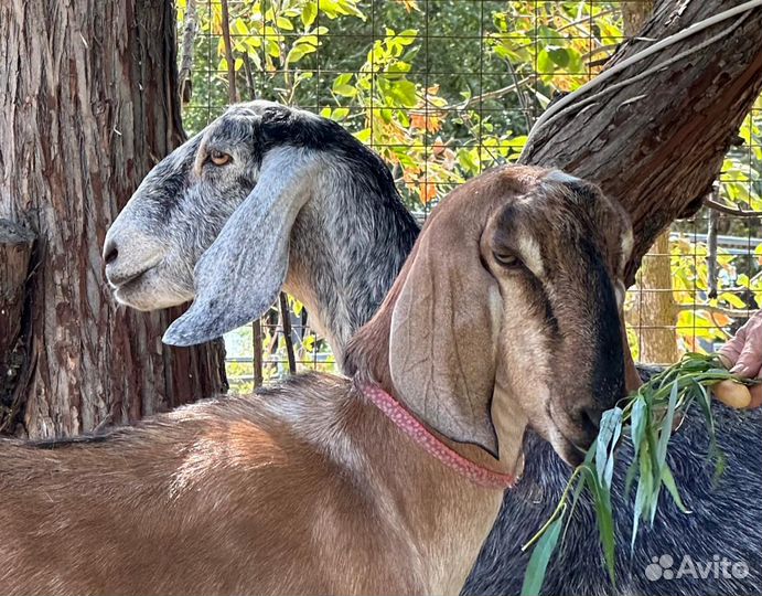 Две нубийские козы дойные