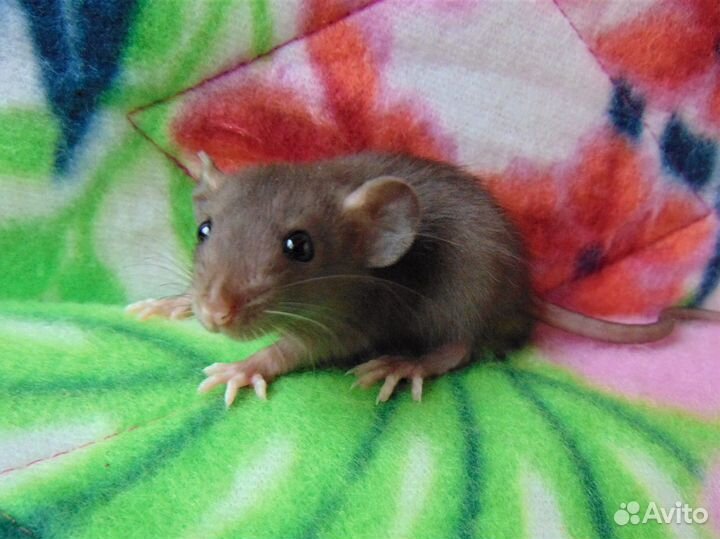 Крысята - дамбо, стандарт, клетки, гамак в подарок