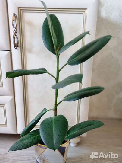 Фикус эластика