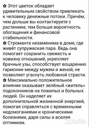 Строманта, Кордилина, Кненанта