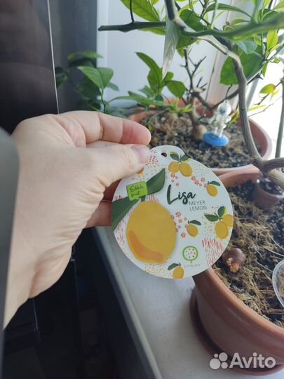 Лимон Мейера