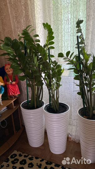 Замиокулькас