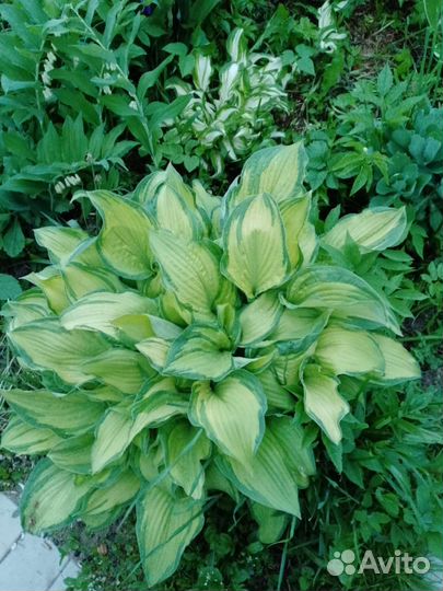 Хоста многолетние растения