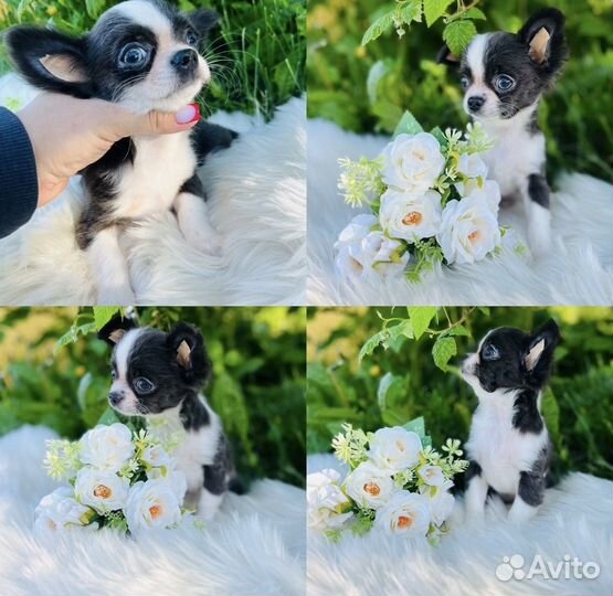 Чихуахуа мини девочка