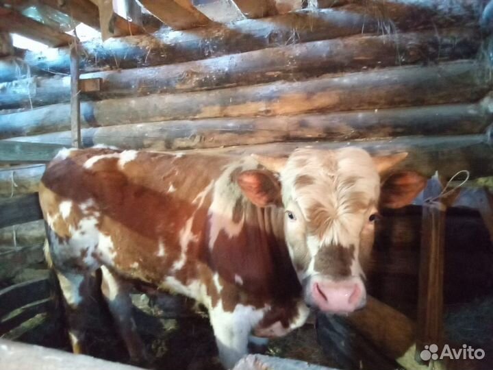 Продажа крс