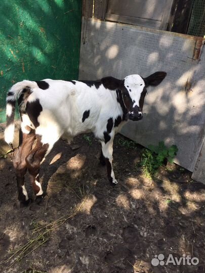 Продается телка 20 дней