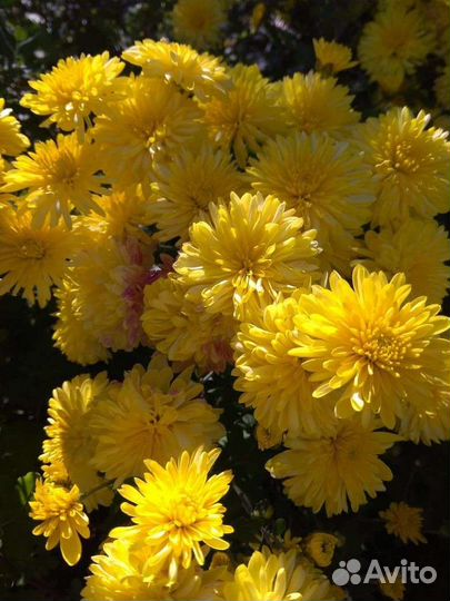 Хризантемы 4 шт 500 рублей