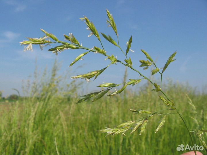 Овсяница Луговая, семена от производителя оптом