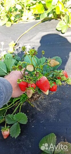 Рассада клубники Ремонтантная-нсд и обычная-ксд