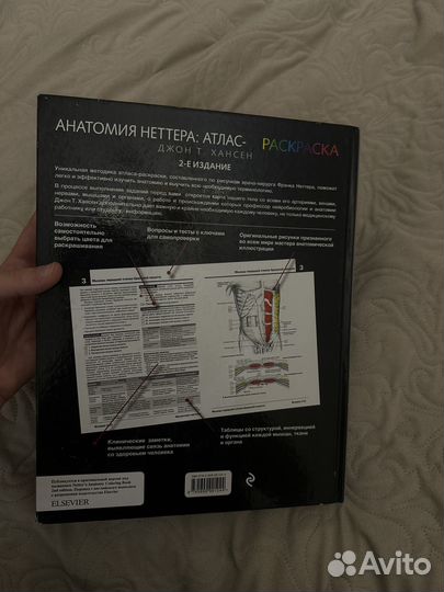 Анатомия неттера атлас раскрасска