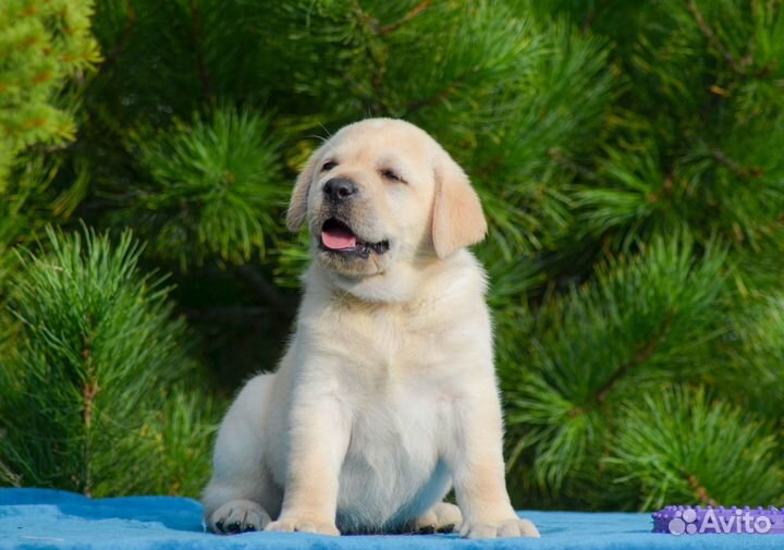 Продам щенков лабрадора