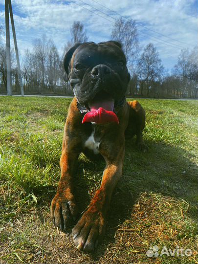 Немецкий боксер