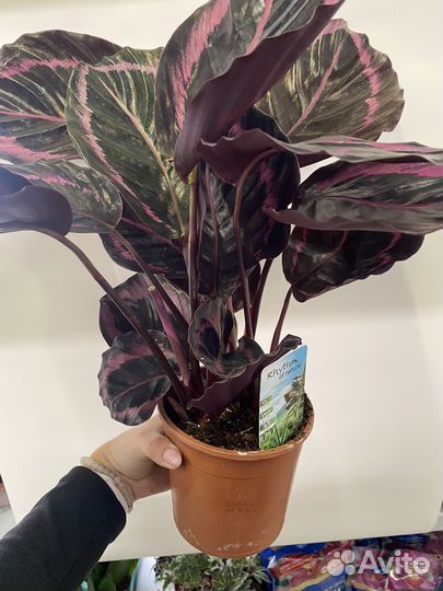 Калатея 5 видов