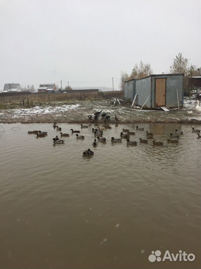 Дикая утка кряква/подсадная утка