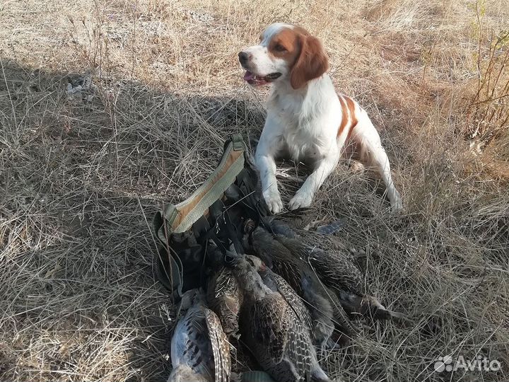 Эпаньол Бретон - Вязка
