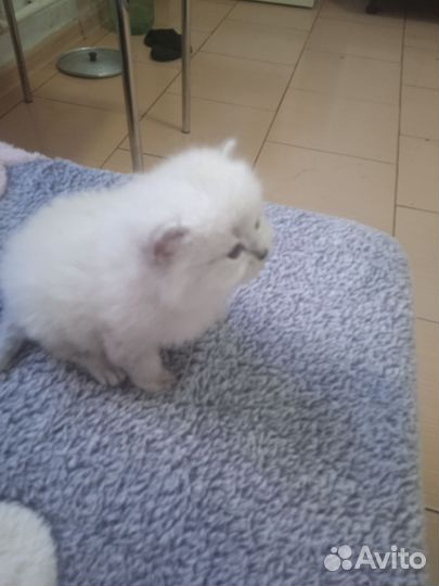 Котятки британцы