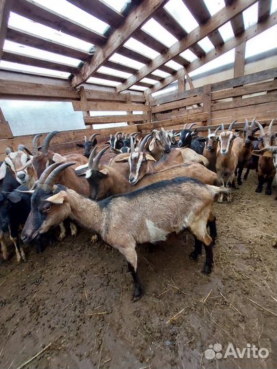 Козы и козлята