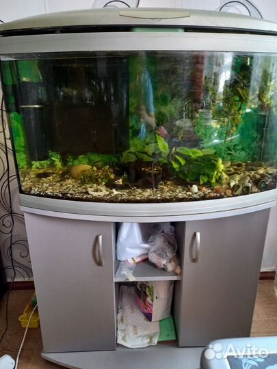 Аквариум со всем содержимым