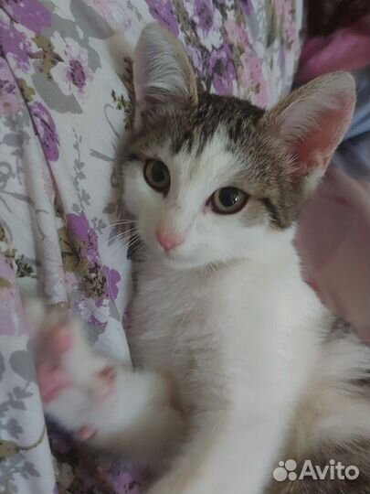 Кот-трактор