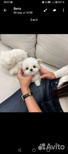 Щенки бишон фризе