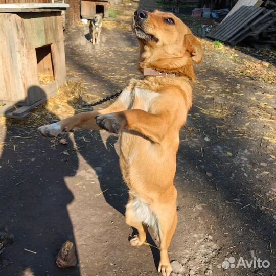 Собака в добрые руки
