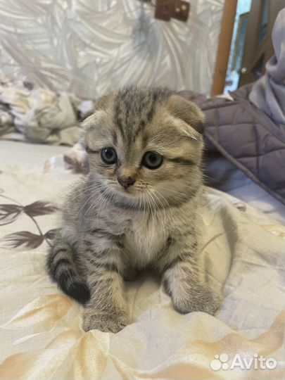 Продам шотландских котят