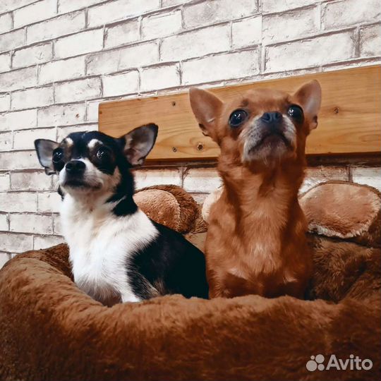 Вязка.Щенки