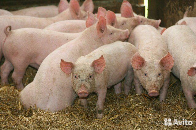 Поросята