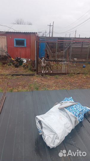 Алобай -волкодав