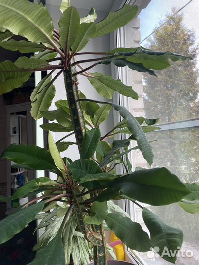 Комнатное растение молочай