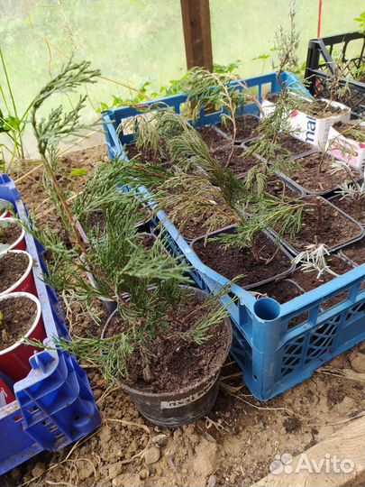 Можжевельник казацкий Лаванда