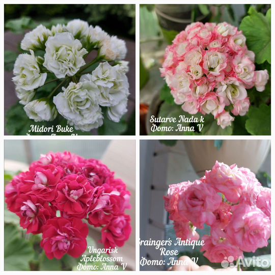 Пеларгонии сортовые