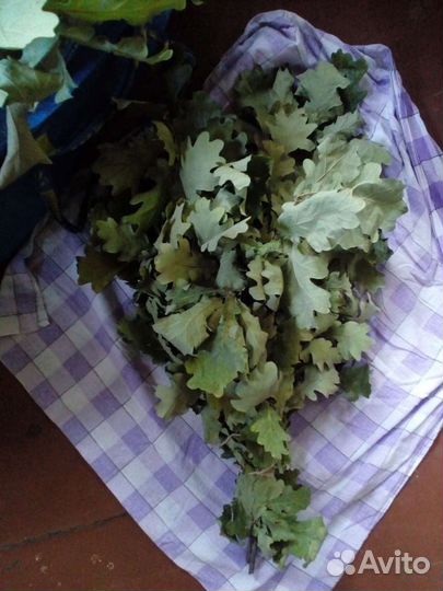Дубовые веники для бани