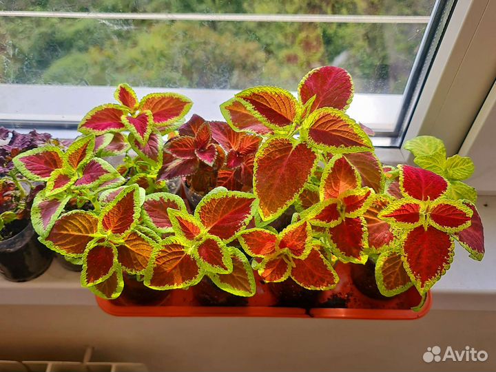 Колеусы рассада