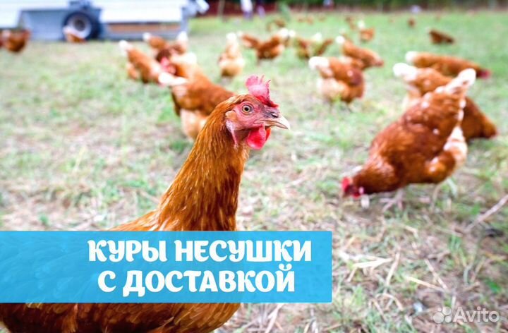 Куры несушки