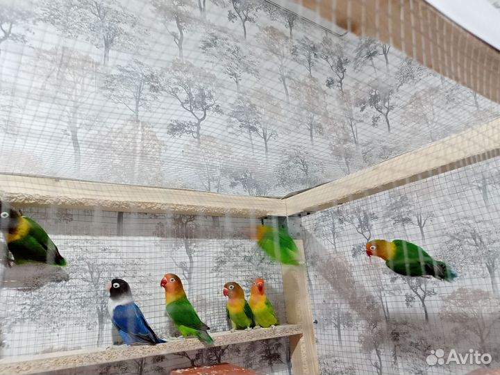 Попугаи неразлучники