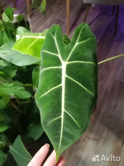 Клубни алоказии Мишольца Фрайдек