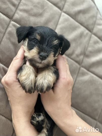 Цвергшнауцер щенки Девочка