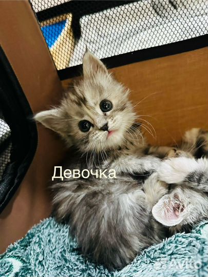 Котята мейн-кун