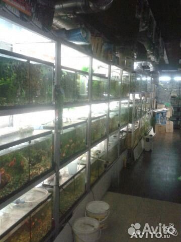 Аквариумные рыбки, большой выбор