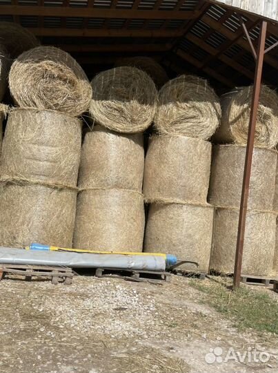 Зерно, сено 2023 г