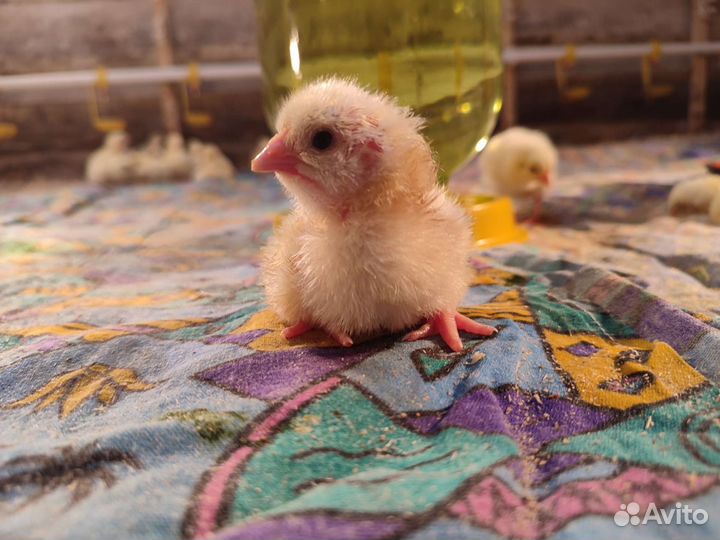 Цыплята бройлеры росс 308
